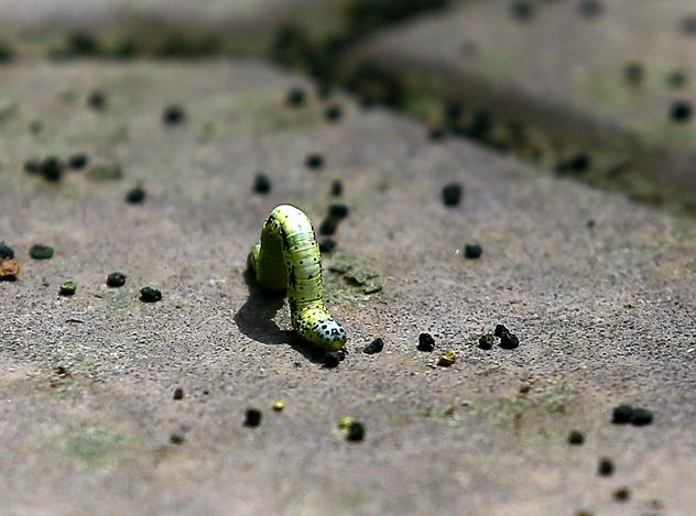 【花椒面】:<em>姊妹</em> 穿成这样你妈造不?_大豫网_