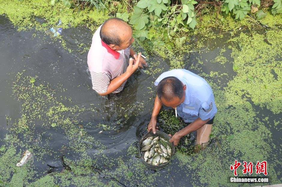 西流湖浮萍疯长图片_WWW.66152.COM