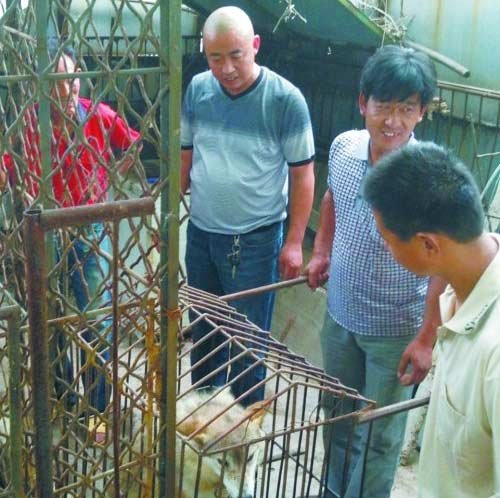 男子养“狗”七年方知是匹狼 半夜嚎叫惊动邻居