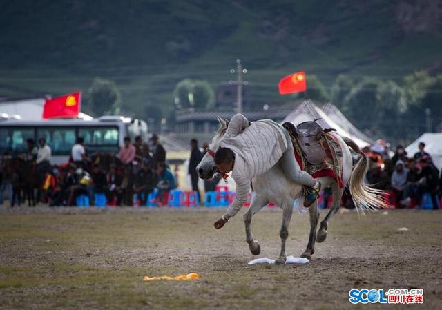 稻城3700米海拔赛马比赛 康巴汉子身手矫健英