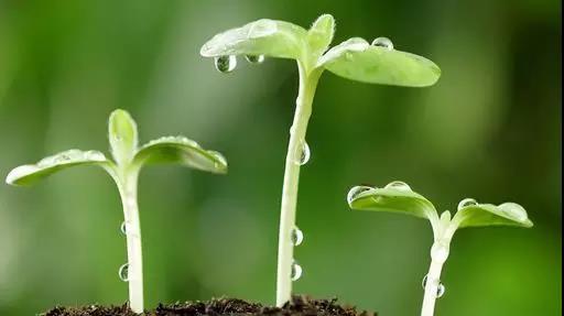 万物复苏的季节,适合到森林里走一走