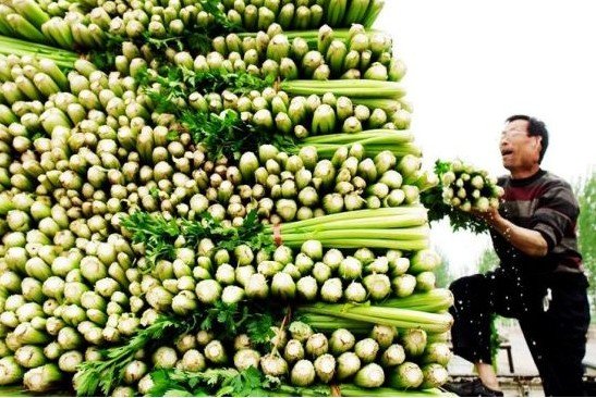 河南山东蔬菜滞销 芹菜每斤1毛没人要