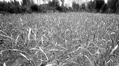 豫筹建首个省级法人保险公司 保费最高1.2亿