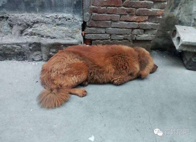 栾川一小区一只藏獒从天而降 吓坏路人