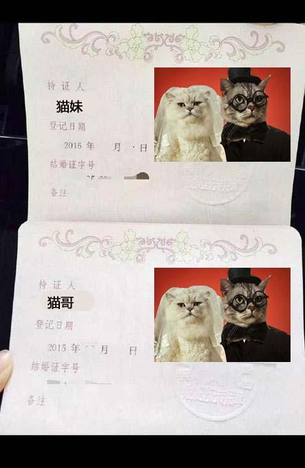60岁老先生给猫办结婚证被拒 背后故事让人深思