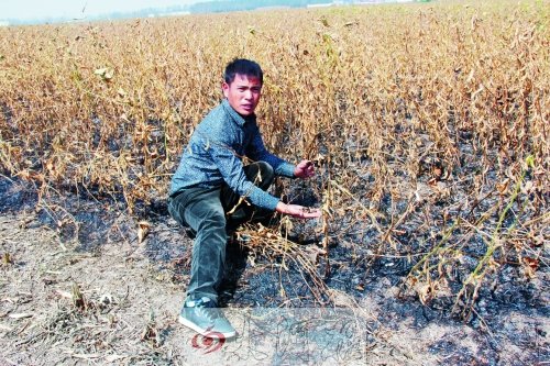 南阳焚烧秸秆致50亩大豆被烧毁 农户投诉难_河
