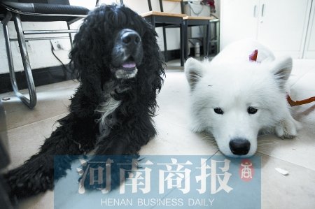 白狗黑狗"哥俩好"一同走失 好心人为其寻主