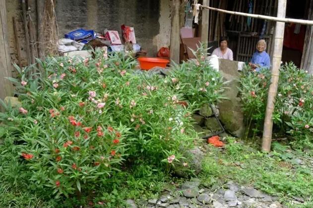 河南农村院里最常种的3种花 你能叫出名字吗?