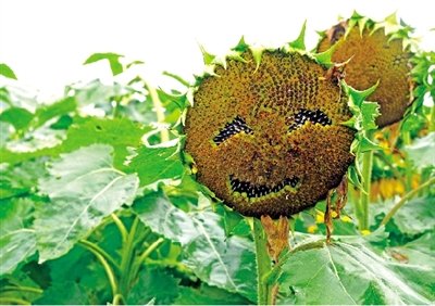 河南这一周不咋热最高气温32℃左右 雨水活跃