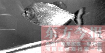 焦作市民网上叫卖食人鱼 农业部门登门没收