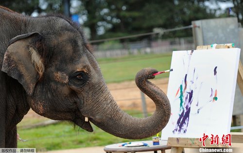 英国一头会画画的大象 名字叫卡瑞诗玛