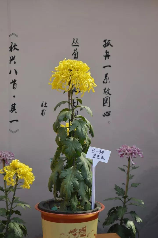 2017中华菊王争霸赛在开封龙亭景区开赛