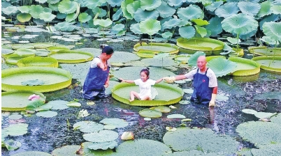 郑州一公园王莲开花 直径两三米莲叶坐人不下沉