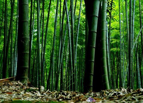 大自然的馈赠 中国最美原始森林