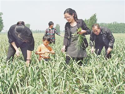 开封大蒜田迎市民帮忙拔 五一期间每天两千人