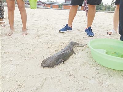 开封西湖惊现娃娃鱼 活蹦乱跳还能在沙滩上"跑"