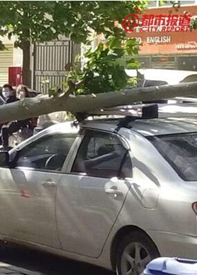 郑州发大风蓝色预警阵风6级 大树碗口粗被吹断