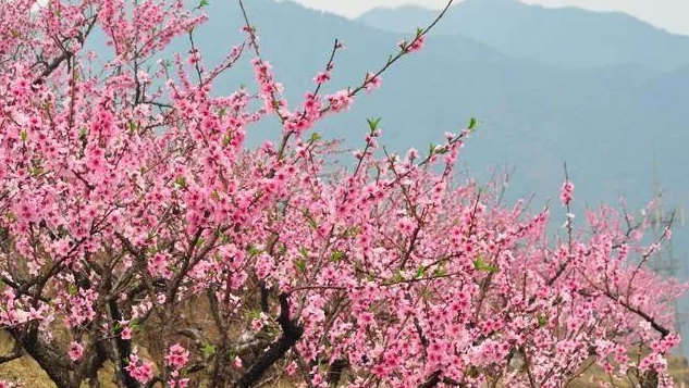 洛宁砚凹桃花岭