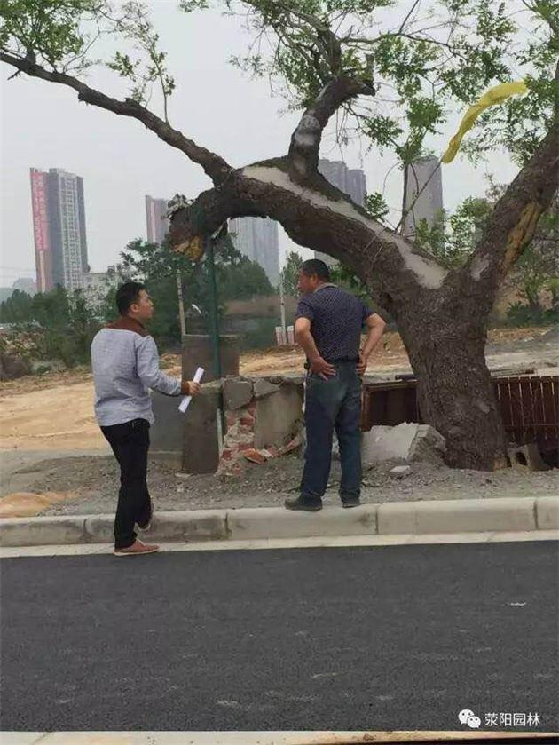 郑州300年古树被堆近1米高建筑垃圾 现已被保护起来