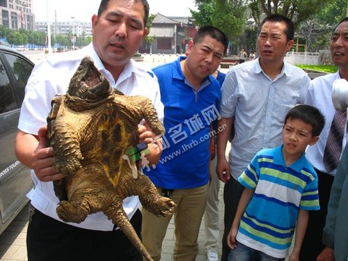 漯河澧河发现12.25公斤大鳄龟 脸盆大小(图)