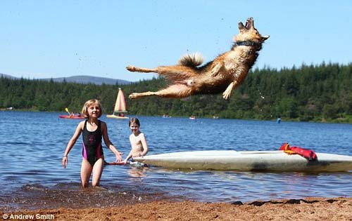 英国牧羊犬“身怀绝技”
