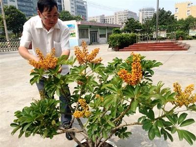 许昌市民养16年鸭掌木开花结果 在北方开花太罕见