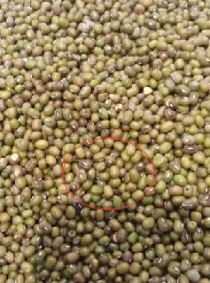 郑州一超市绿豆爬满虫子称年龄大视力差