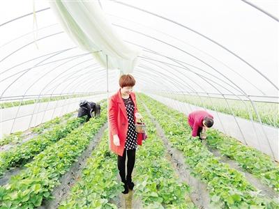 漯河春节期间乡村游市场火爆 多个因素有隐忧