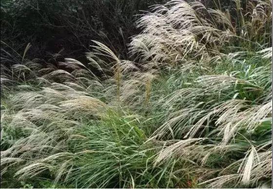 碧桂园·欧洲城 周末去哪儿踏青,驻马店这18个