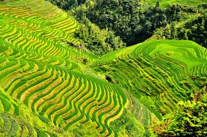 梯田图片大全集 63747038.jpg