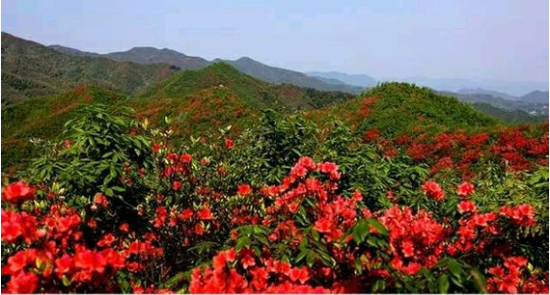 常宁天堂山的杜鹃花将开 春日共赴"杜鹃花之约"吧