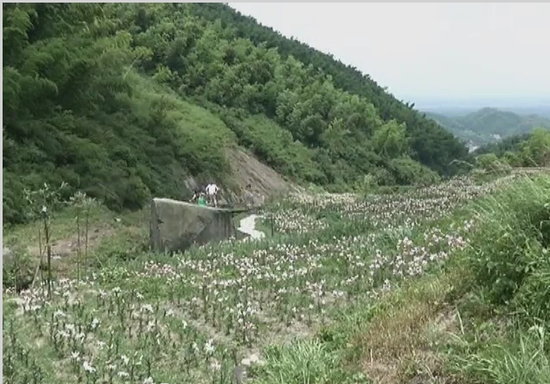 衡阳市民可去衡山县看那百合盛开的地方