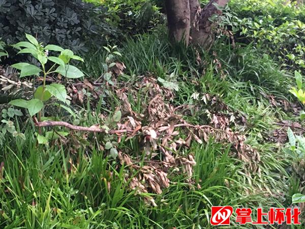 记者调查:怀化沿河风光带果树上的杨梅不可食