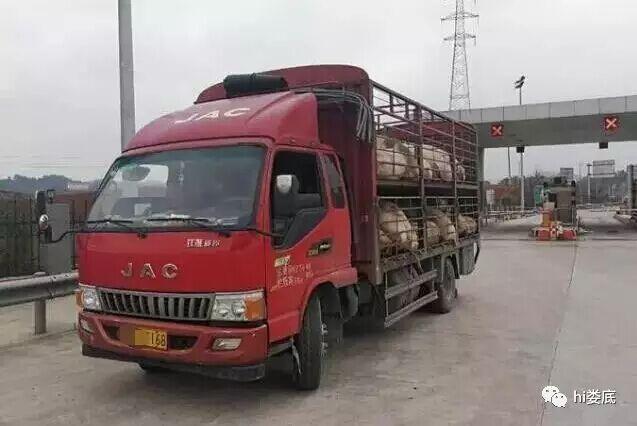 娄底两奇葩屠夫伪装成猪"潜伏"运猪车内_大湘网_腾讯网