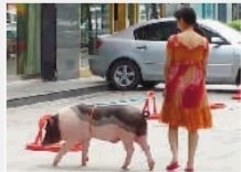 长沙一美女牵公猪散步路人上前围观搭讪求拍照_
