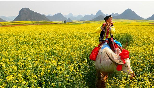 2014年情人节去哪儿 罗平滚油菜花海_大湘网_腾讯网