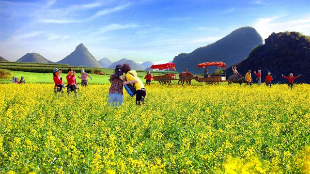 2014年情人节去哪儿 罗平滚油菜花海_大湘网_腾讯网