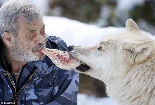 德国男子饲养29头狼 雪地里与狼亲吻分食生肉