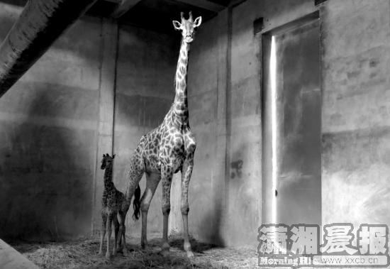 长沙生态动物园两只半岁长颈鹿准备出门见客
