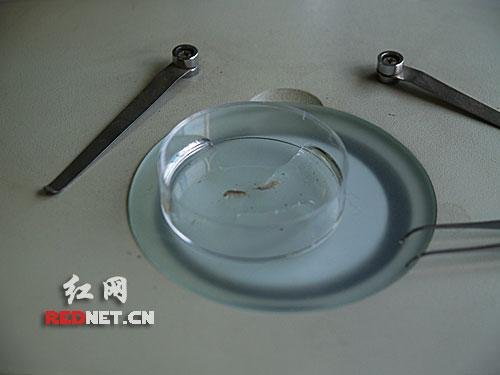 栉水虱现身长沙白沙井 疾控专家称此虫无害