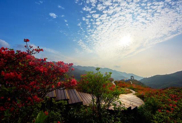 [一日游]长沙出发:浏阳大围山赏杜鹃花_大湘网_腾讯网