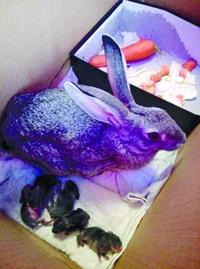 准备 打牙祭 母兔生下5只兔宝 吃货 刀下留情