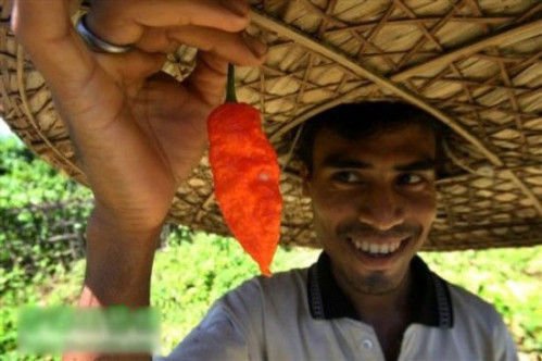 多食可丧命的世界第一辣椒:“断魂椒”_大湘网_腾讯网