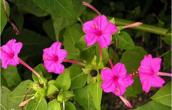 是不是很漂亮?学名:紫茉莉,别名:地雷花~农民俗称它是羊屎蛋子花.