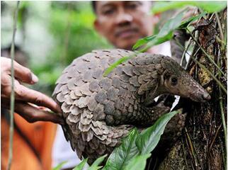 湖南中华穿山甲绝迹?专家称穿山甲甲片并无神