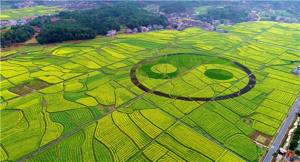 湖南举办首届省级油菜花节 17日正式开幕