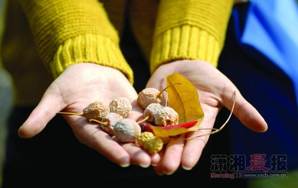 白果不能吃多,吃多了会中毒