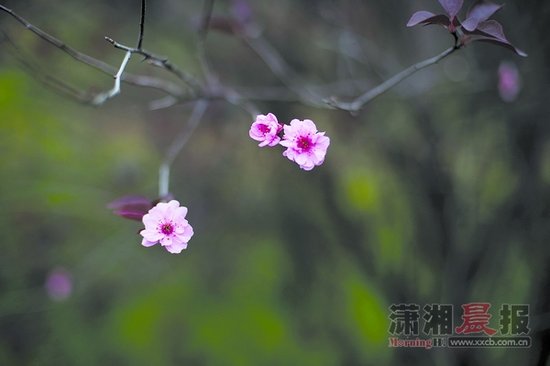 湖南今年干旱期较长 导致部分植物今秋不开(图