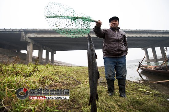 浏阳河现世界十大凶猛淡水鱼雀鳝 尖牙会攻击