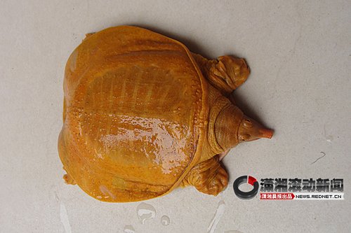 沅陵捕获罕见黄金鳖 被爱好者购买供人观赏(图